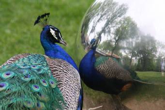 Narcissistic Peacock
