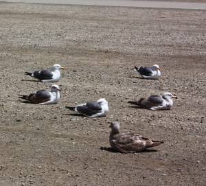 Seagulls and Consensus