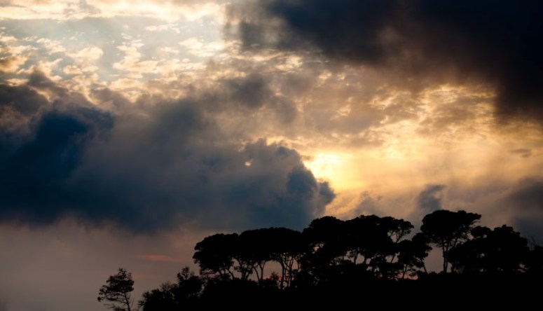 silhouettes of trees